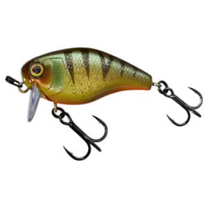 Agressive Perch