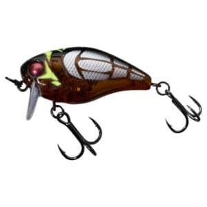 Cicada