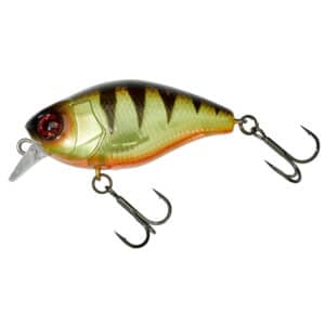 Angry Perch