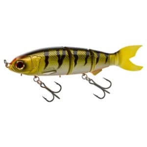 Gold Perch Orange